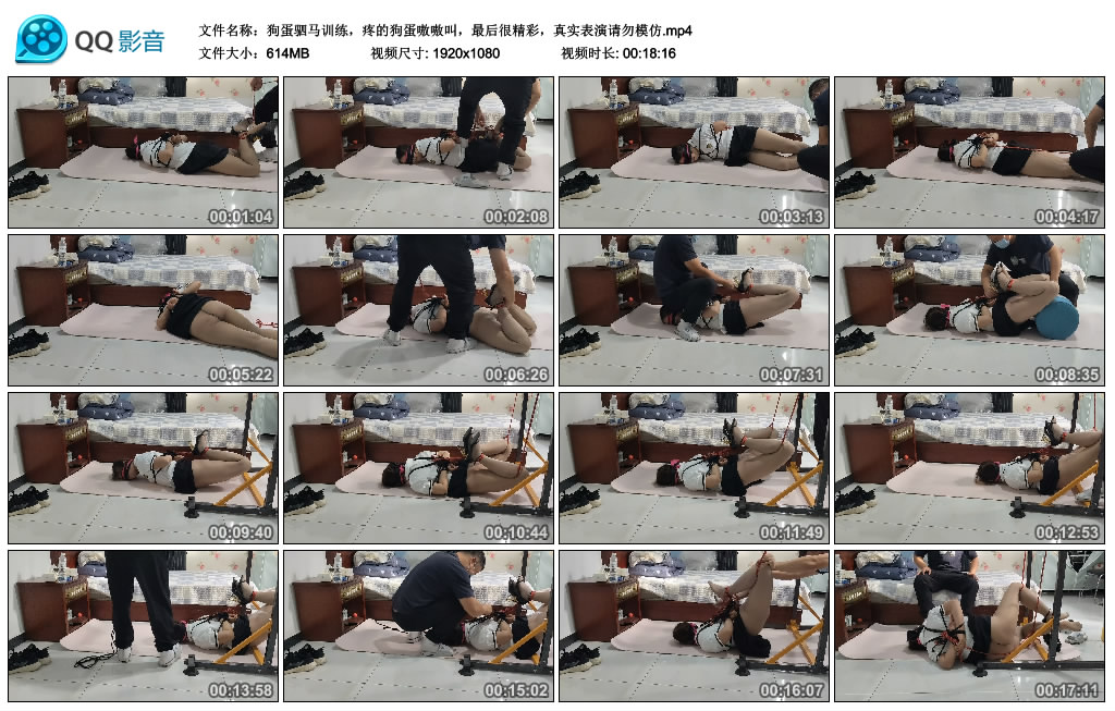 狗蛋驷马训练，疼的狗蛋嗷嗷叫，最后很精彩，真实表演请勿模仿.jpg